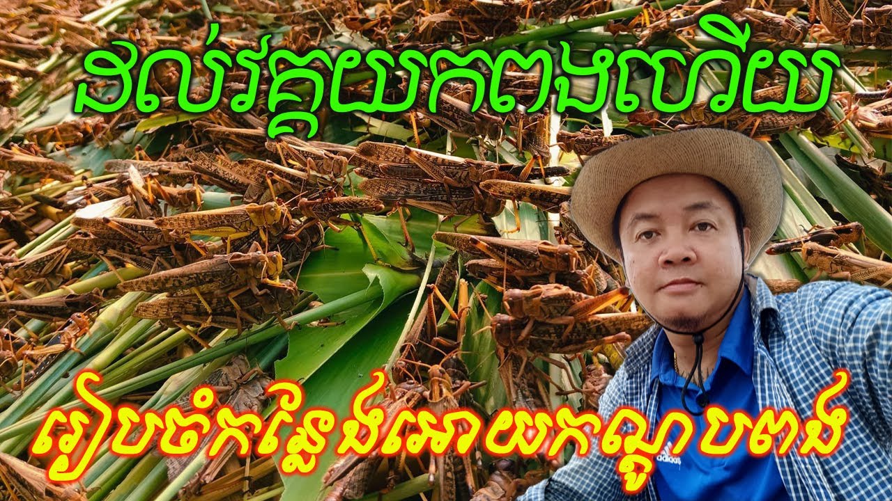 រៀបចំកន្លែងអោយកណ្តូបពង l Grasshopper breeding l #countryside #insects #breeding