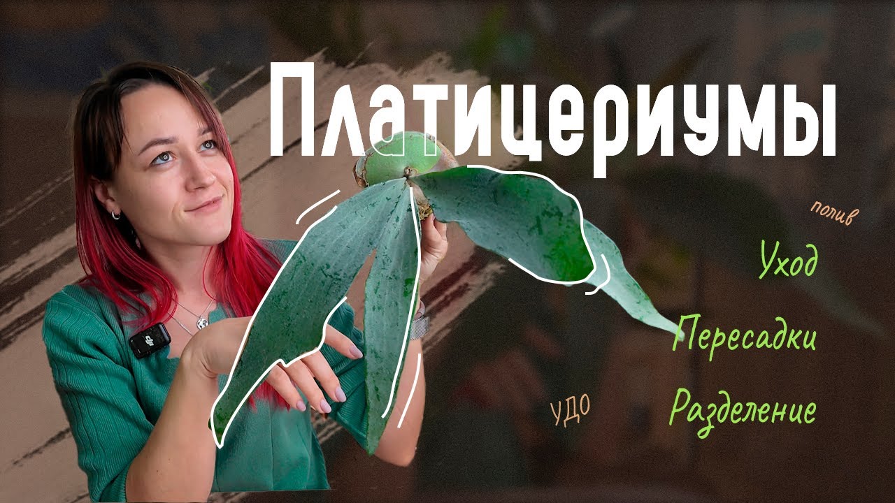 УХОД за ПЛАТИЦЕРИУМАМИ: деление, посадка, полив и удо