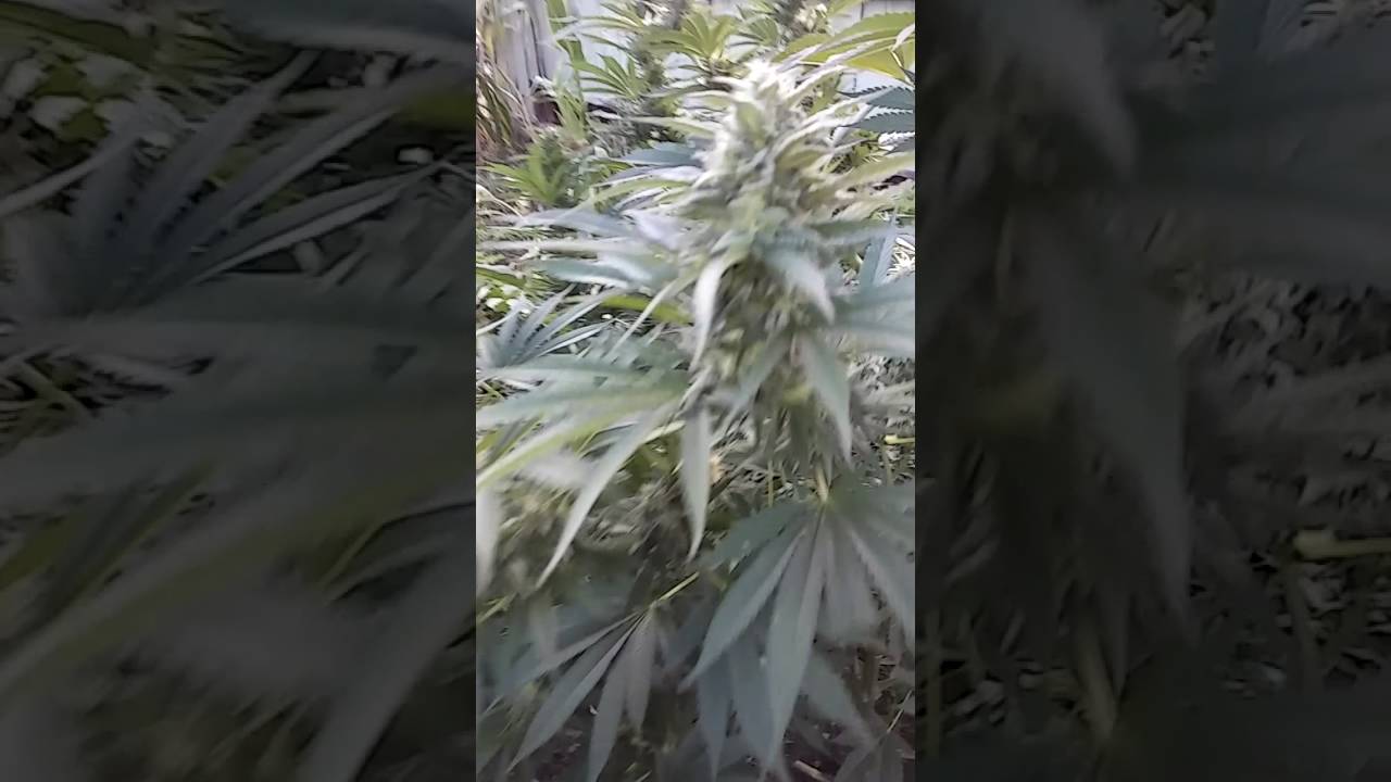 Medical Marijuana outdoor grow