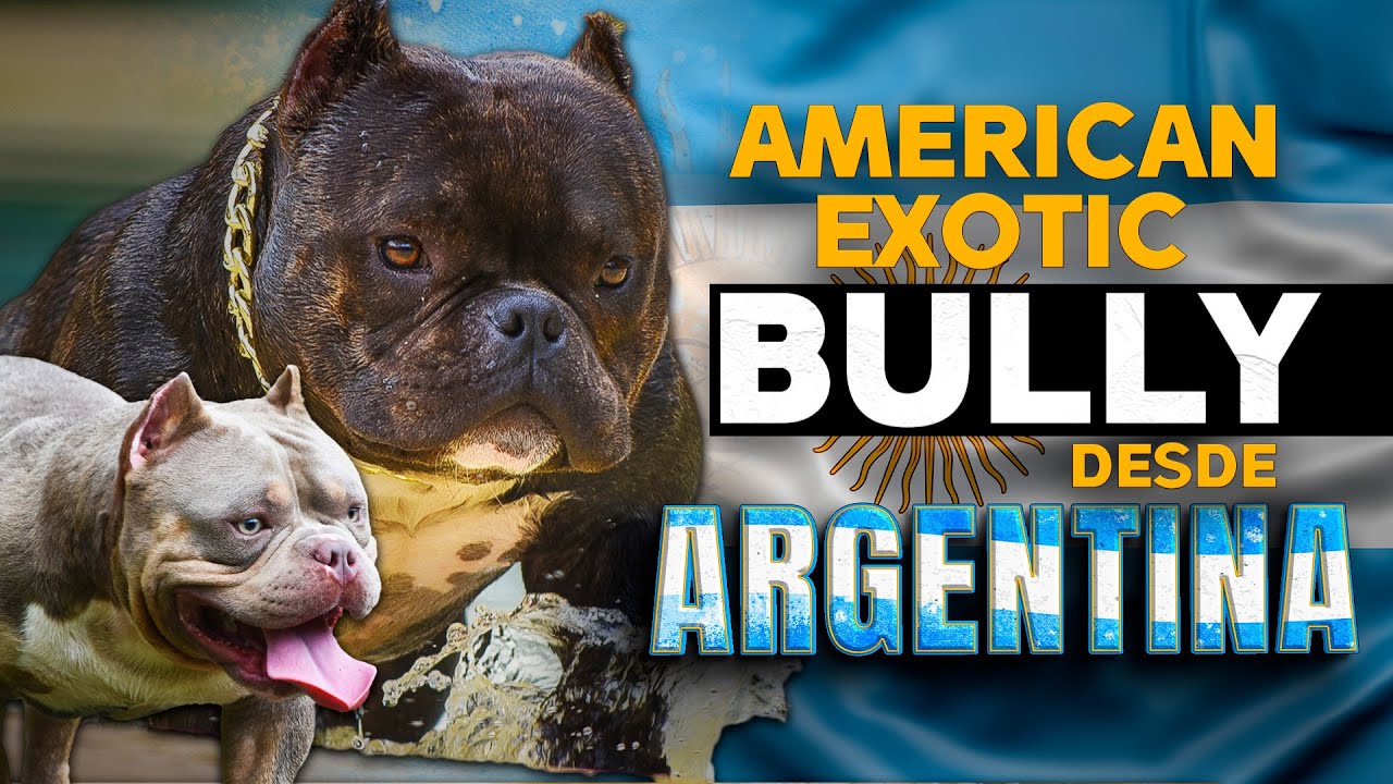 Cononce  a los mejores Bullys de Argentina Evento 