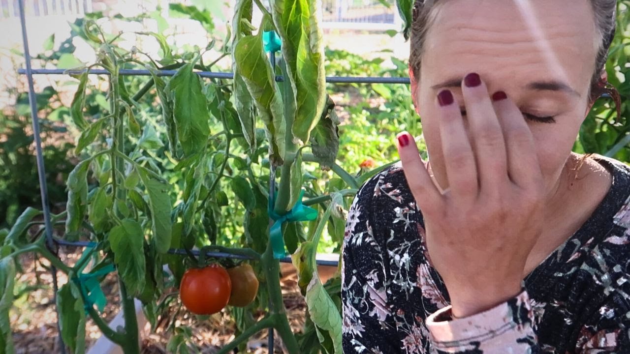 Diagnosing Bacterial Wilt In Tomatoes | What's Wrong With My Plants?