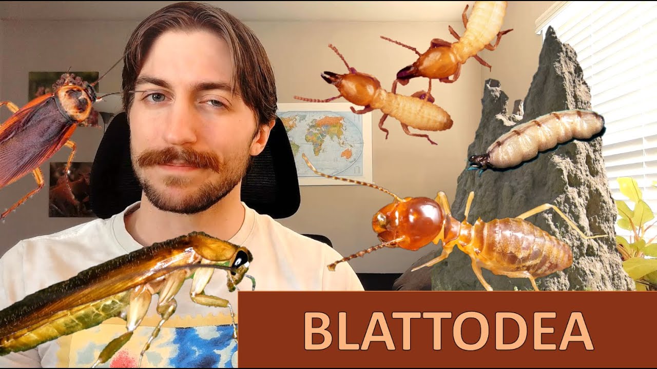 Blattodea: Roaches and Termites - Order Spotlight