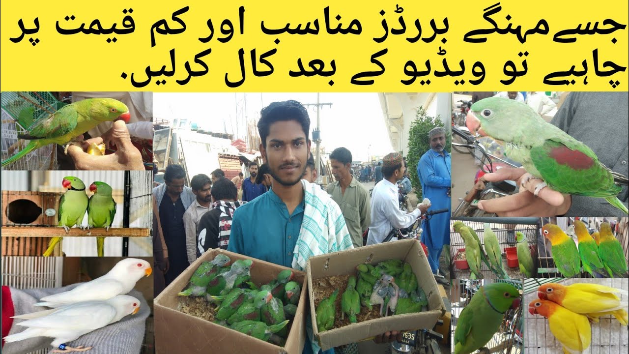 Friday Multan Birds Market New Update l Birds Market l Sunday Birds Market l Love Birds Cockatiel