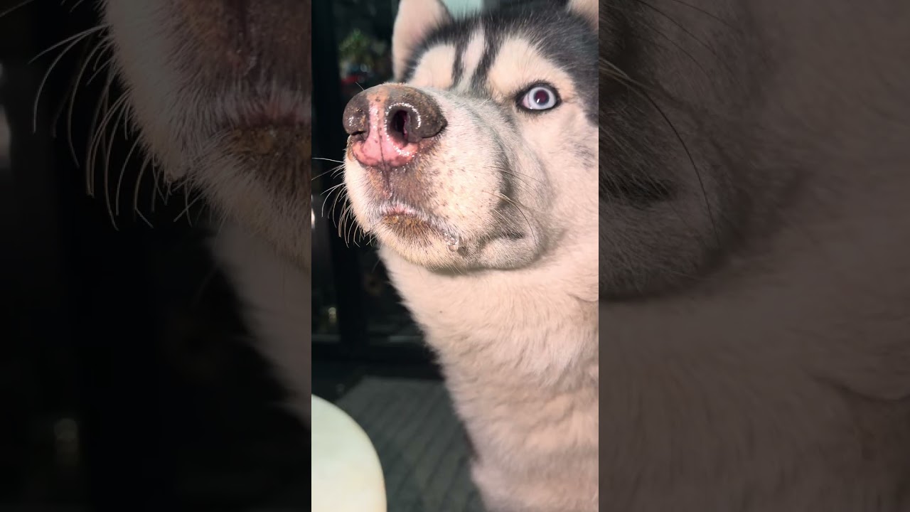 Milo mrs Zues siberian, husky🐾