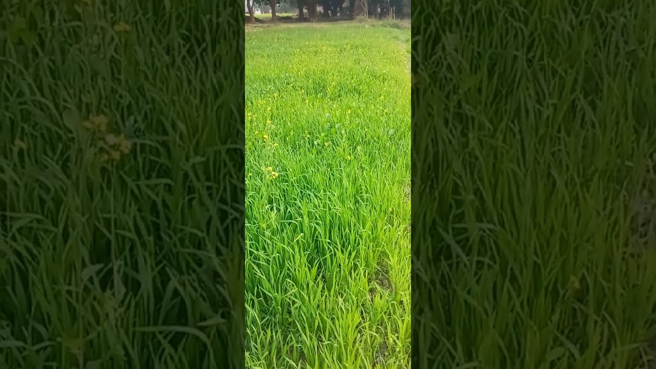 एक सुन्दर दृश्य विहंगम दृश्य भारत कृषि प्रधान देश है खेती का दृश्य देखिये