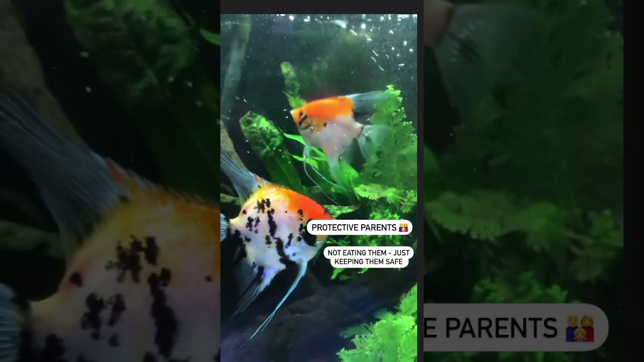 Koi Angelfish babies to adult 🥚🐠🐠 