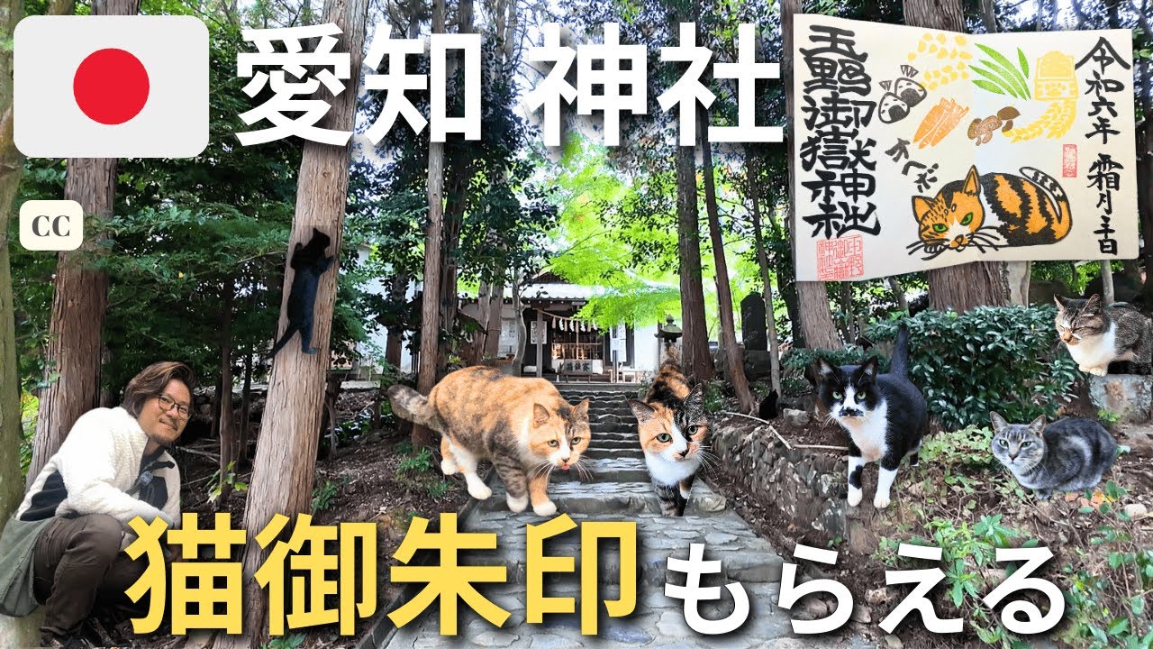 Откройте для себя храм Тамано онтакэ 🇯🇵 Рай для любителей кошек 🐈 Айти Касугай