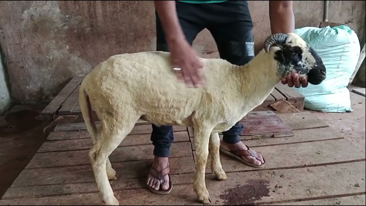 9705650786#saste Rampuri sheep's & vilayati sheep for sale in Tappchabutra old PS in Hyderabad TS...