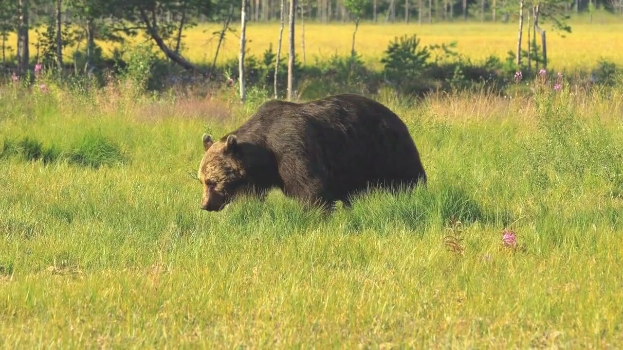 Yellowstone BEAR ENCOUNTER On Shoshone Geyser Basin Trail
