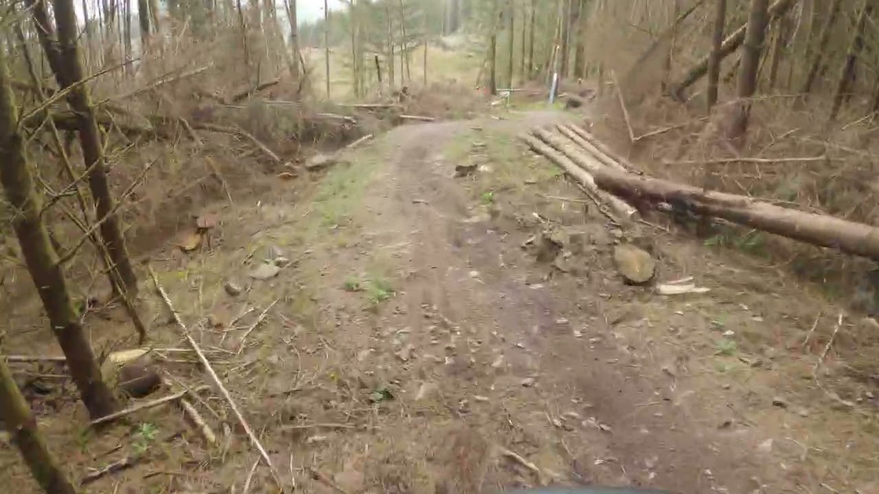 AE Forest - Shredder Again