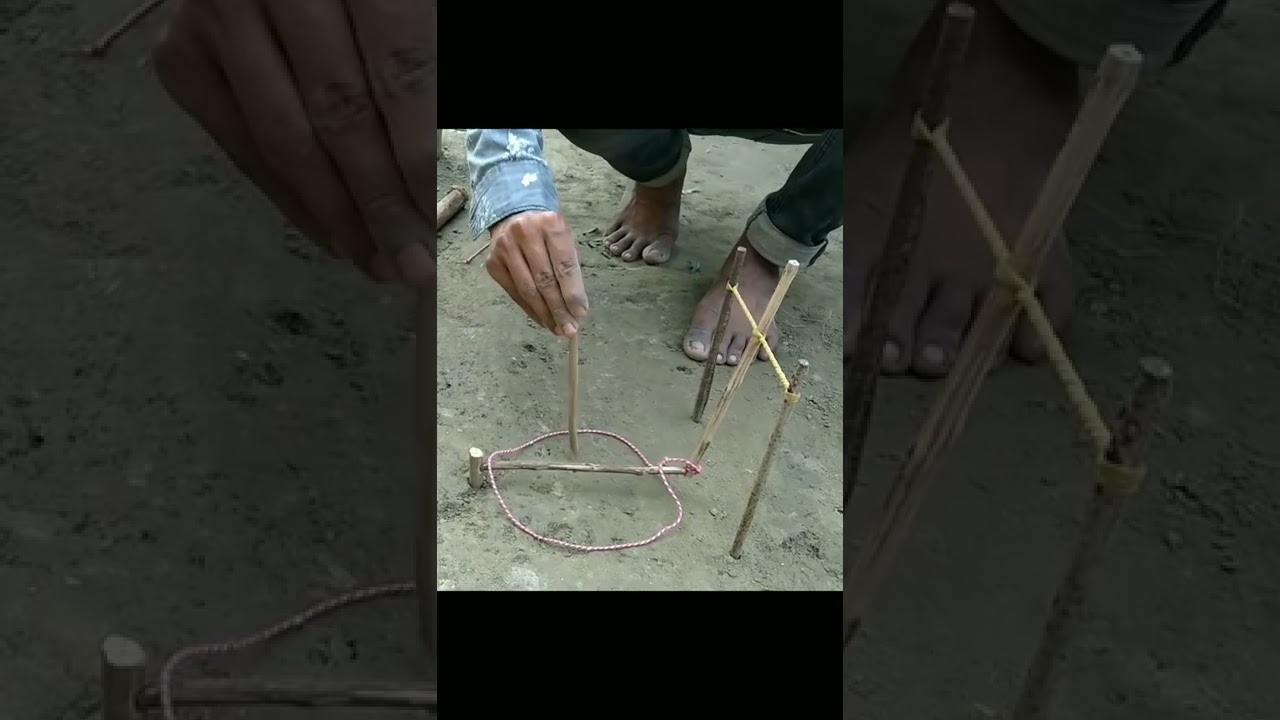 Bird Trap | Parrot Trap | Pigeon Trap | Trap For Bird #birds #trap #shorts
