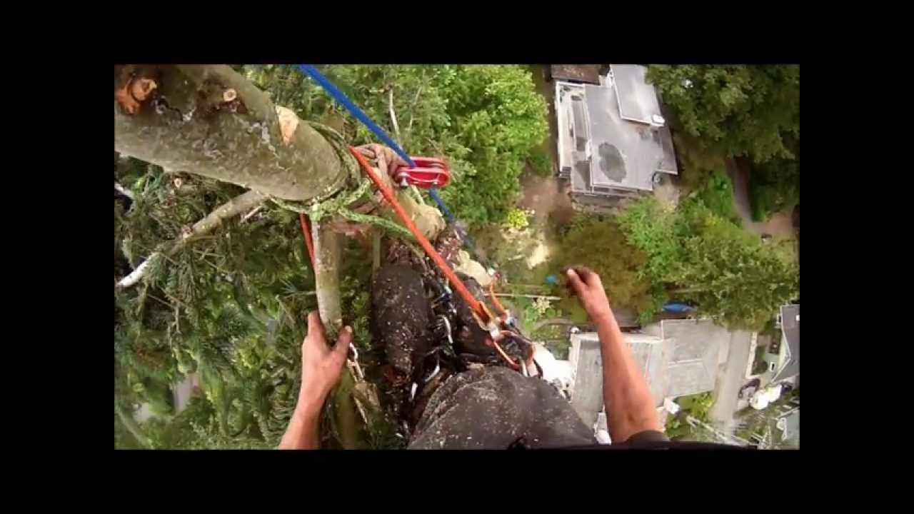 Tree Services, Spring, 2012, Victoria BC