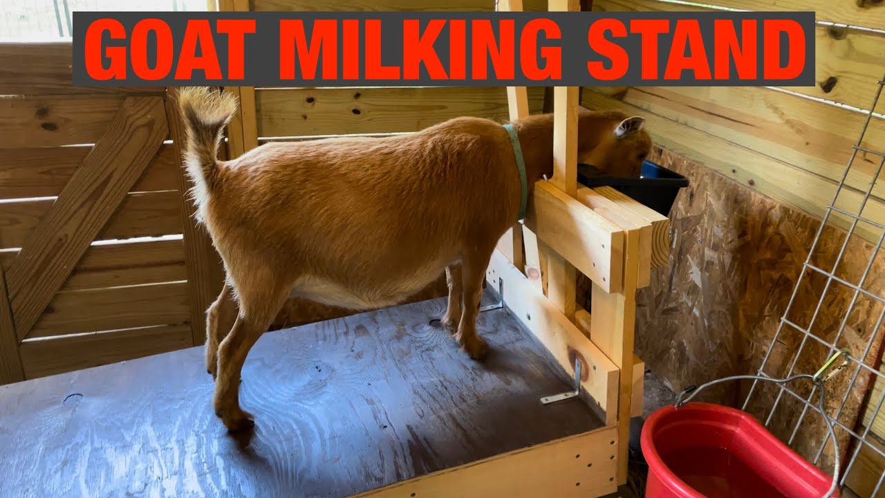 How to Build a GOAT MILKING STAND!