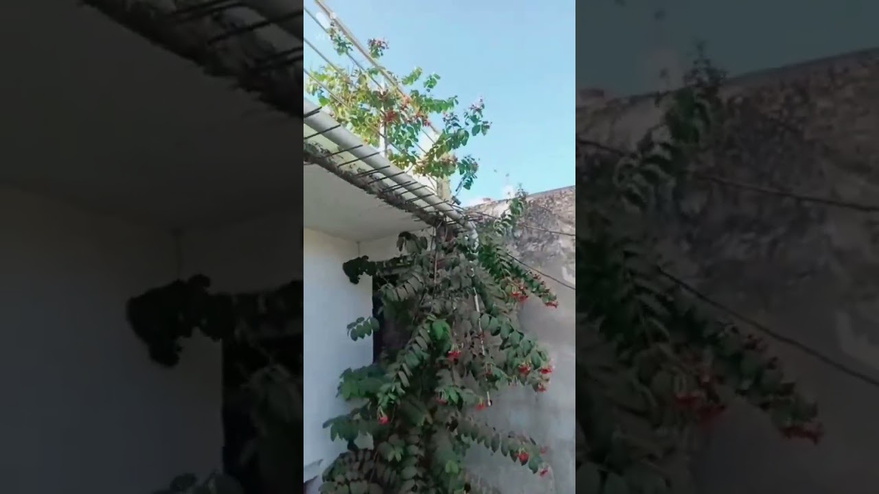 Rangoon Creeper (Madhu Malti)🌲🌳