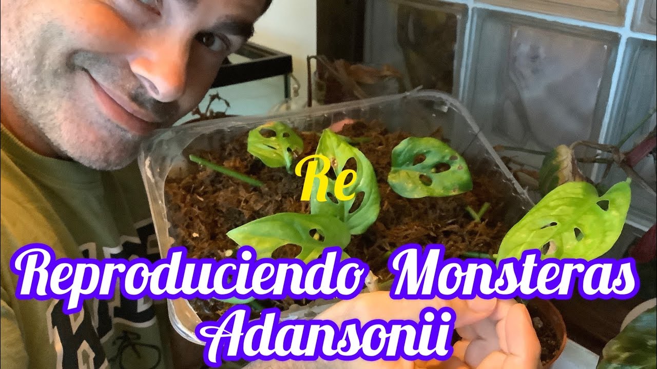 Reproducción de Monstera adansonii, un jardín en el ático CAP 69