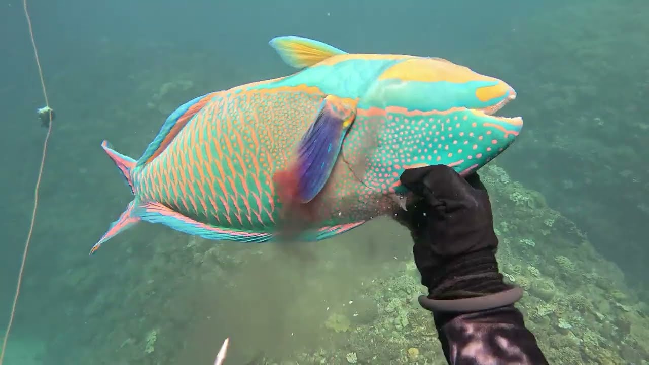 【素潜り魚突き】2025年8月12日【spearfishing in JAPAN】