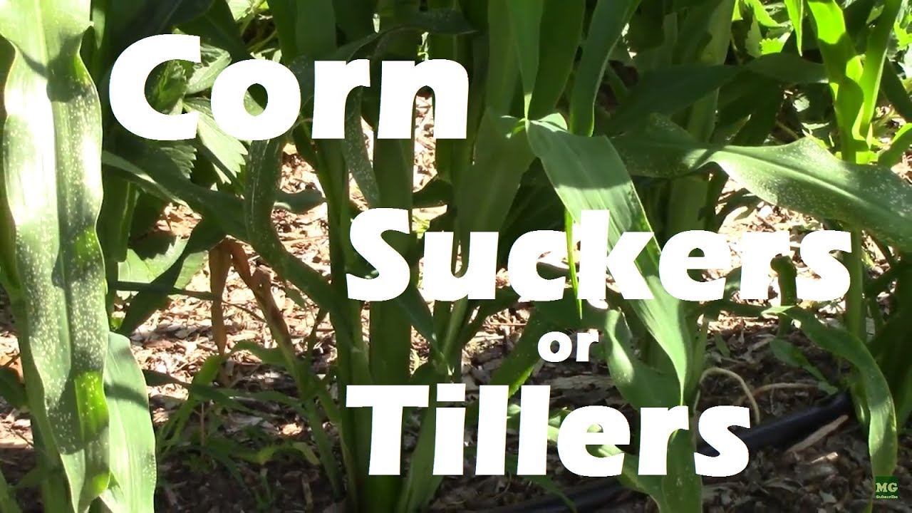 Corn Suckers or Corn Tillers on Gem Corn. Should they be removed?