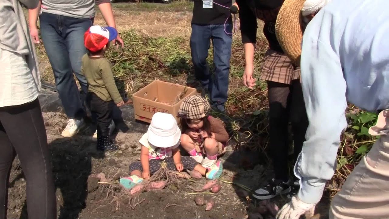 子供達と芋掘り2