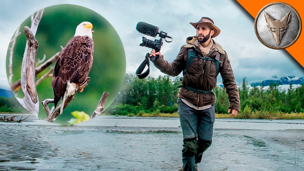 Bald Eagle Adventure!