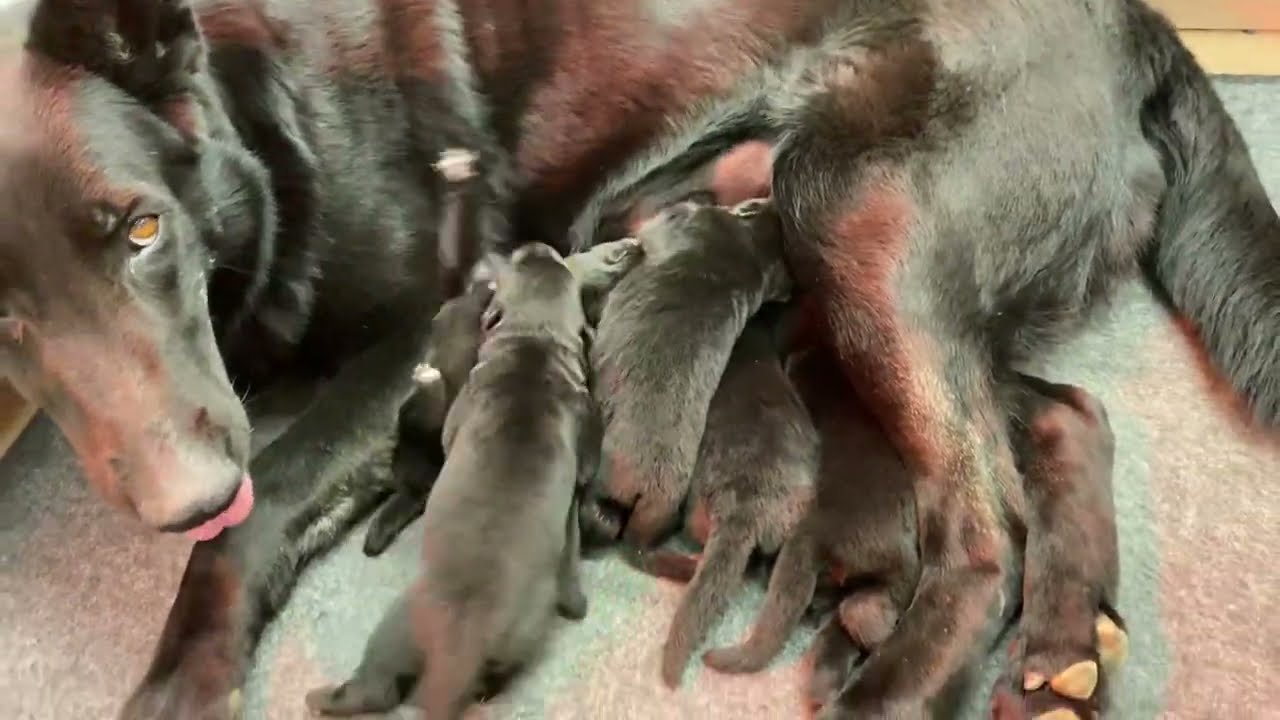 ONE WEEK OLD German Shepherd Puppies. Watch what one DOES!!!