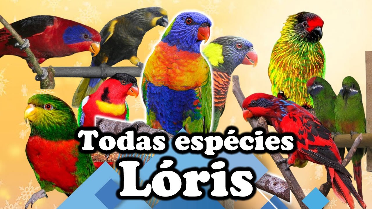 Todas espécies de Lóris! Você conhece essa variedades de Lóris