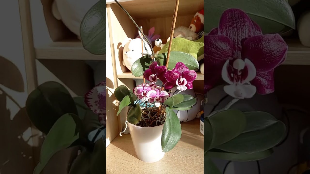 Орхидеи в лучах солнца 🌞 🌱🌷🪴