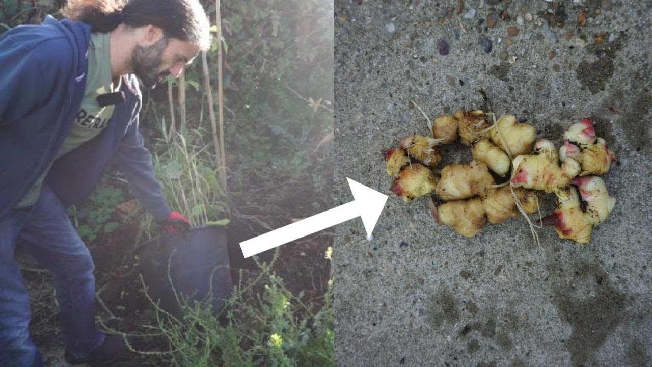 UK grown ginger harvest from grocery store bought roots