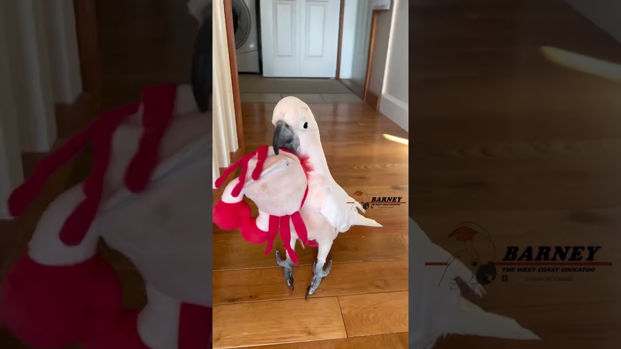 Bird-Quake!! Barney loves these kind of toys! 🦀 Crab/Dog!