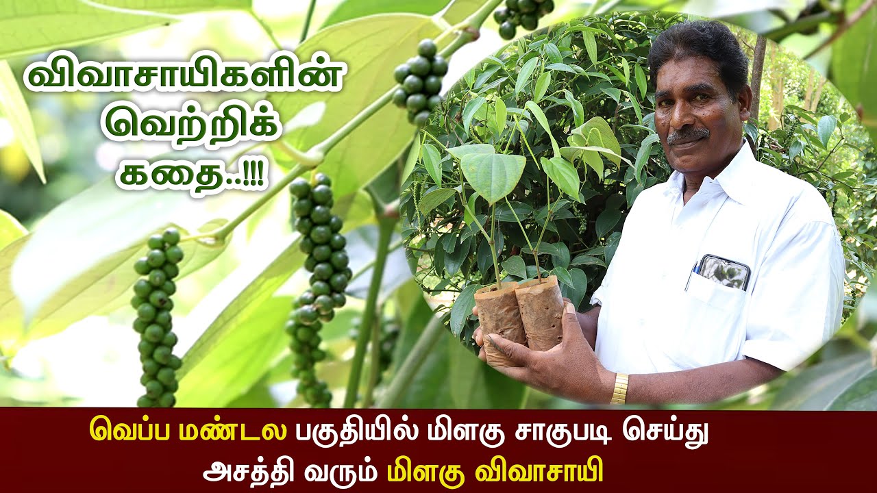 வறண்ட நிலத்தில் மிளகு சாகுபடி செய்து அசத்தி வரும் விவசாயி. விவசாயிகளின் வெற்றிக் கதை.