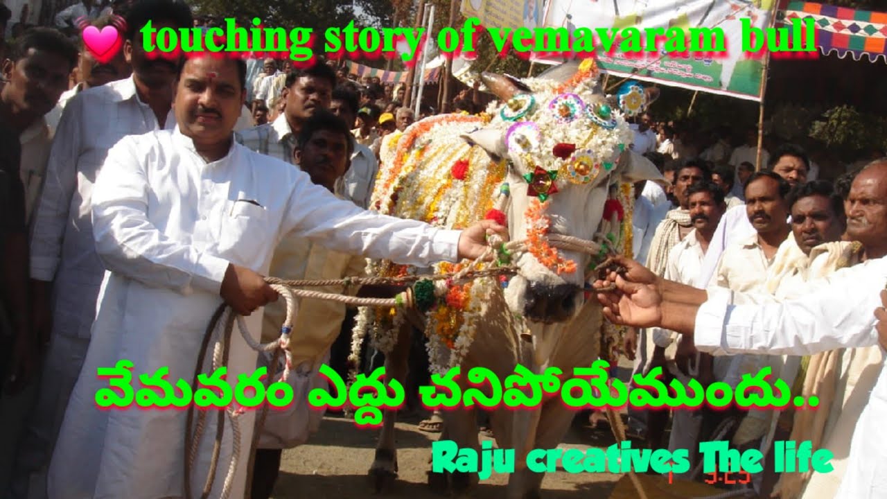 వేమవరం ఎద్దు చనిపోయేముందు.... 💓 touching story of vemavaram bull #ongole bulls