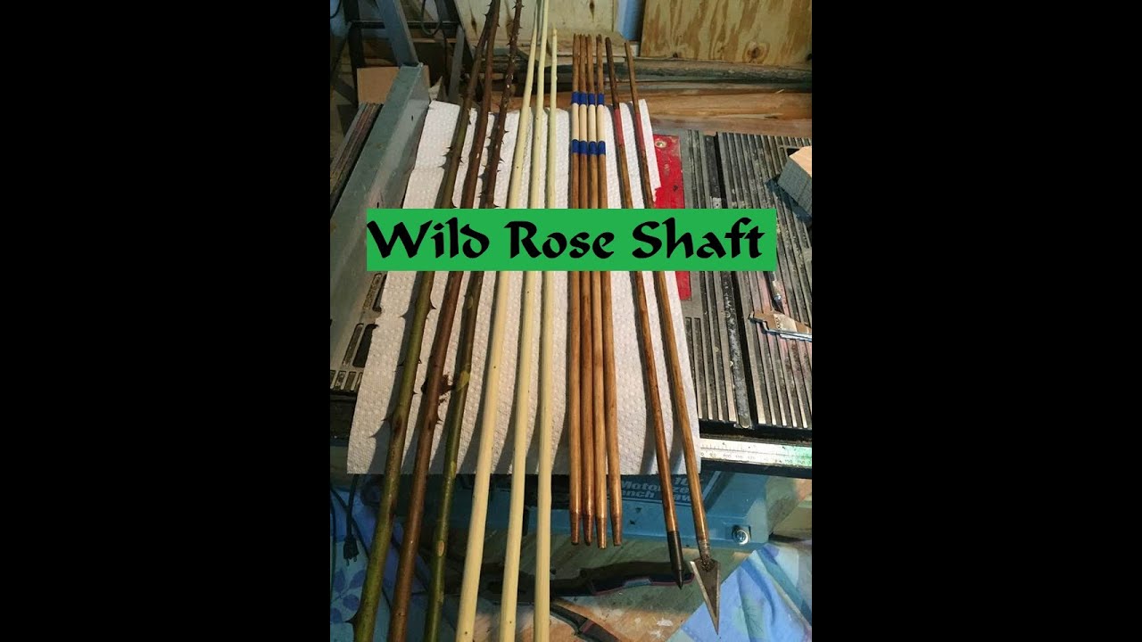 Harvesting Wild Rose for Arrow Shafts