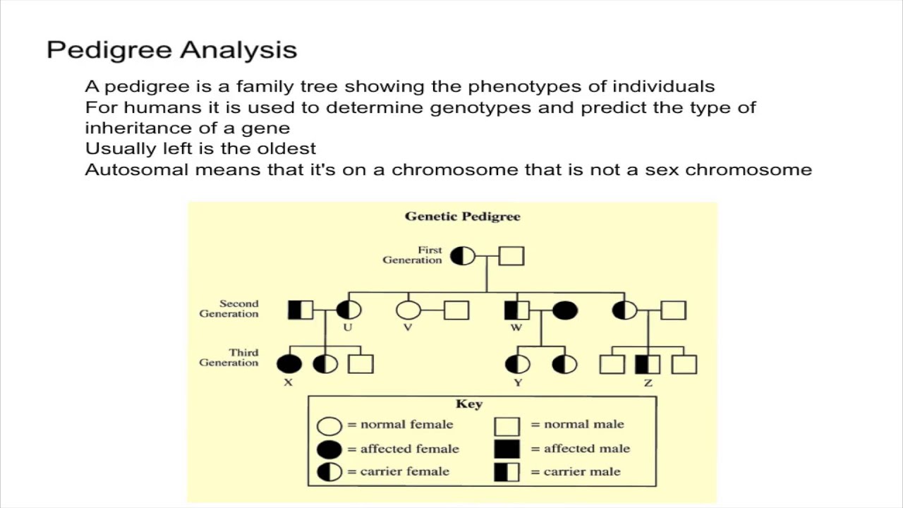 Pedigree Analysis
