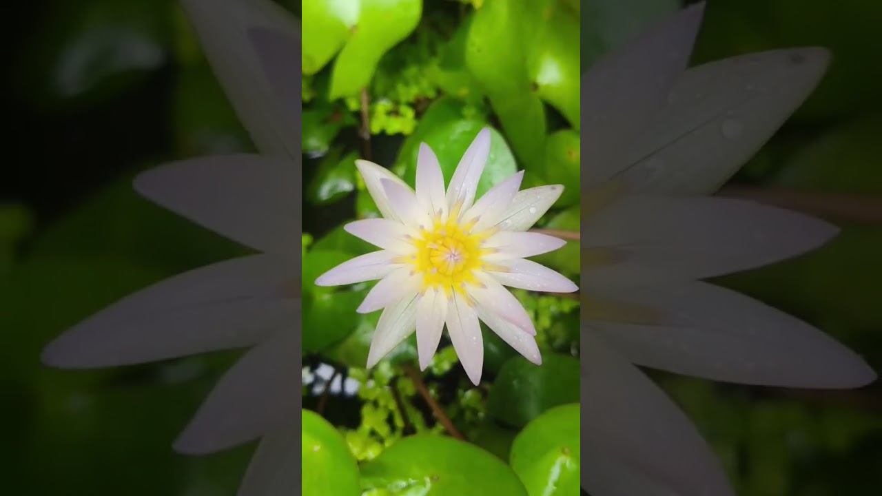 nature #song #nature  #new #reels #kesu kasi rocks