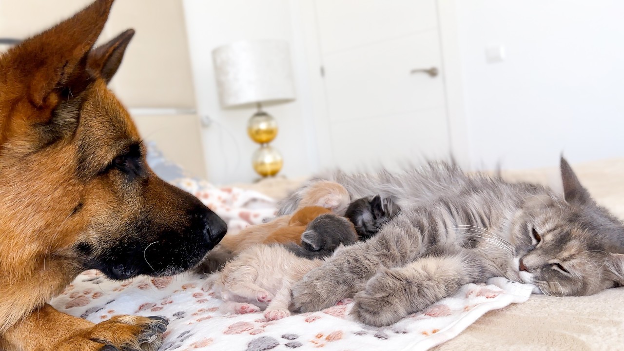 Loyal German Shepherd Refuses to Leave Mother Cat and Kittens Alone