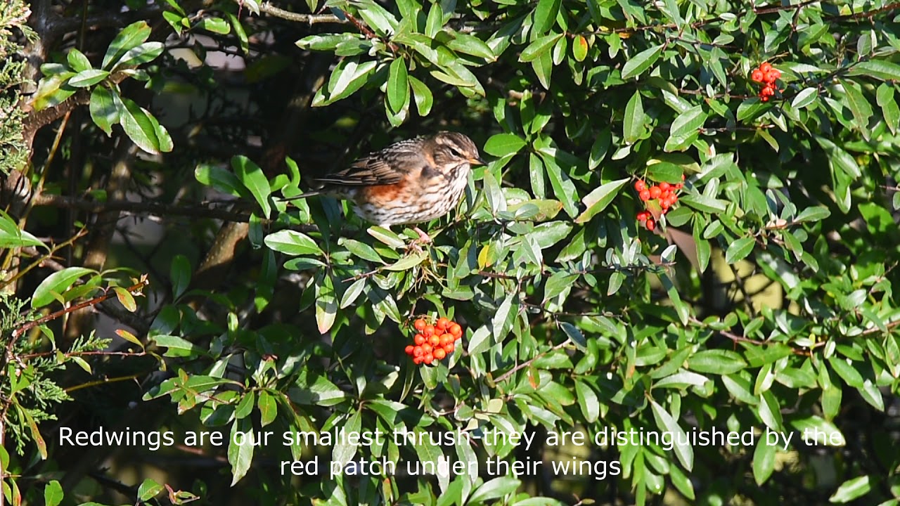 Redwing Feeding at the Wildlife Cafe