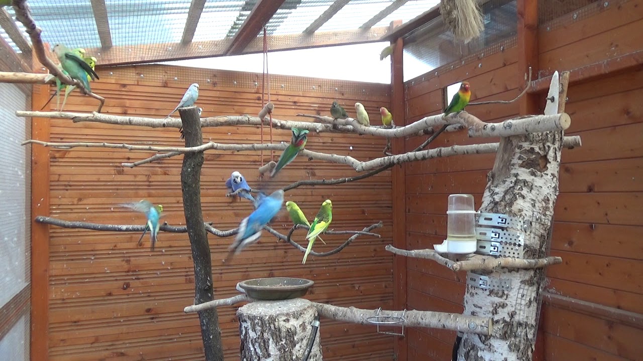 Nierozłączki dołączają do woliery