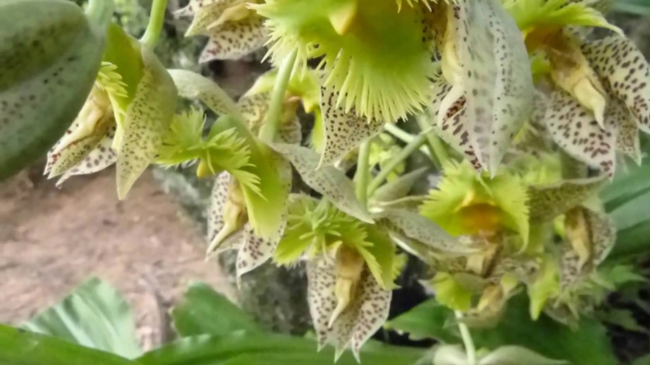 catasetum fimbriatum