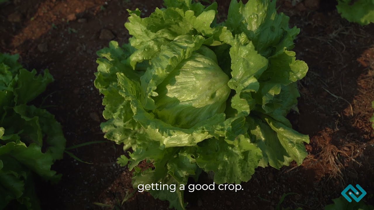 Journey of Iceberg Lettuce from the mountains of Nilgiris to your fav burger! GEFP & TraceX Tech