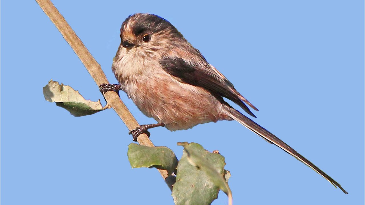 Long-tailed tit Song Aegithalos caudatus Call Canto Chapim-rabilongo