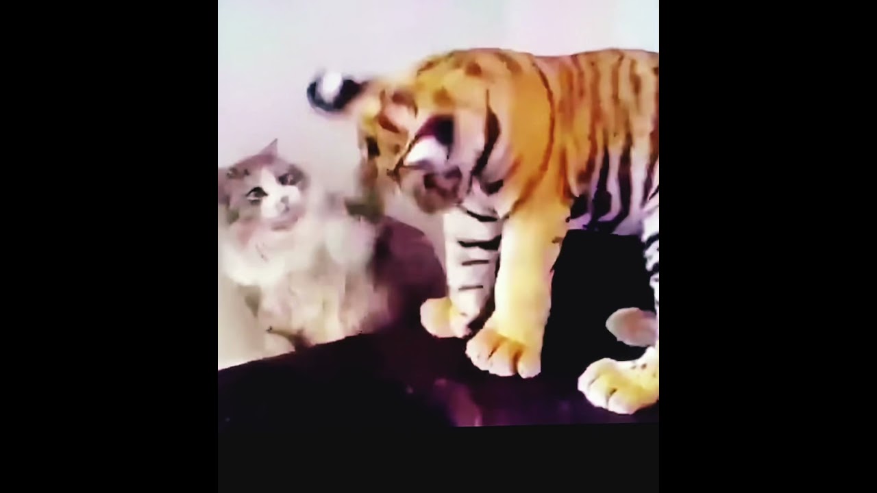Tiger Cub Playing with Cat.
