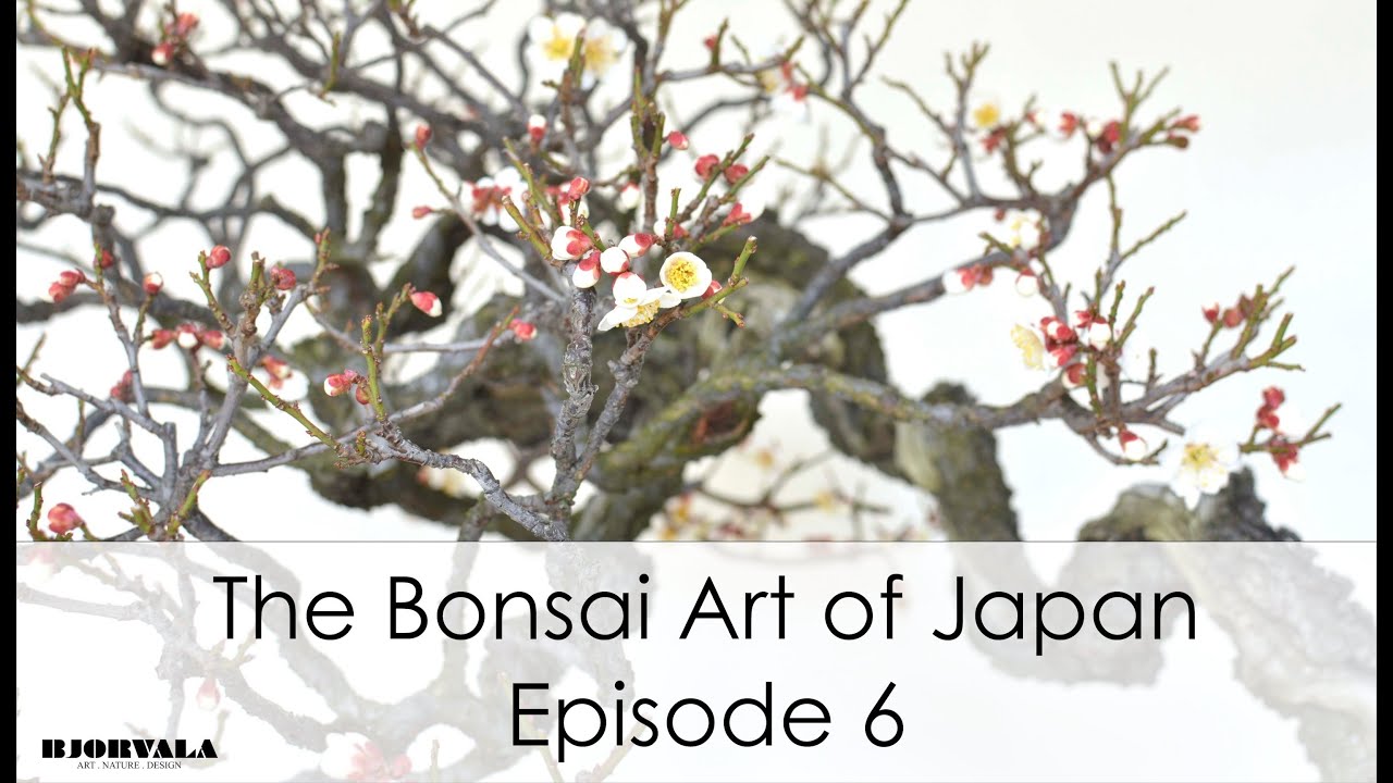 The Bonsai Art of Japan - Episode 6.mov