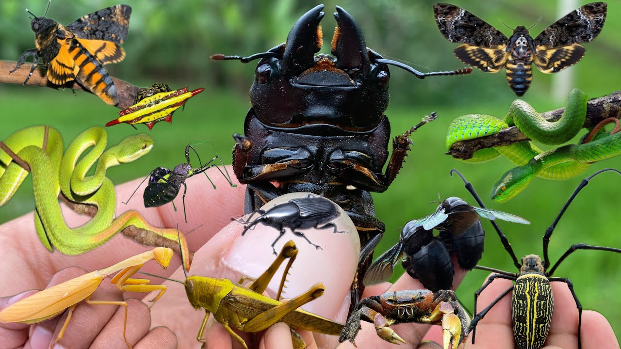 catching various types of insects and reptiles