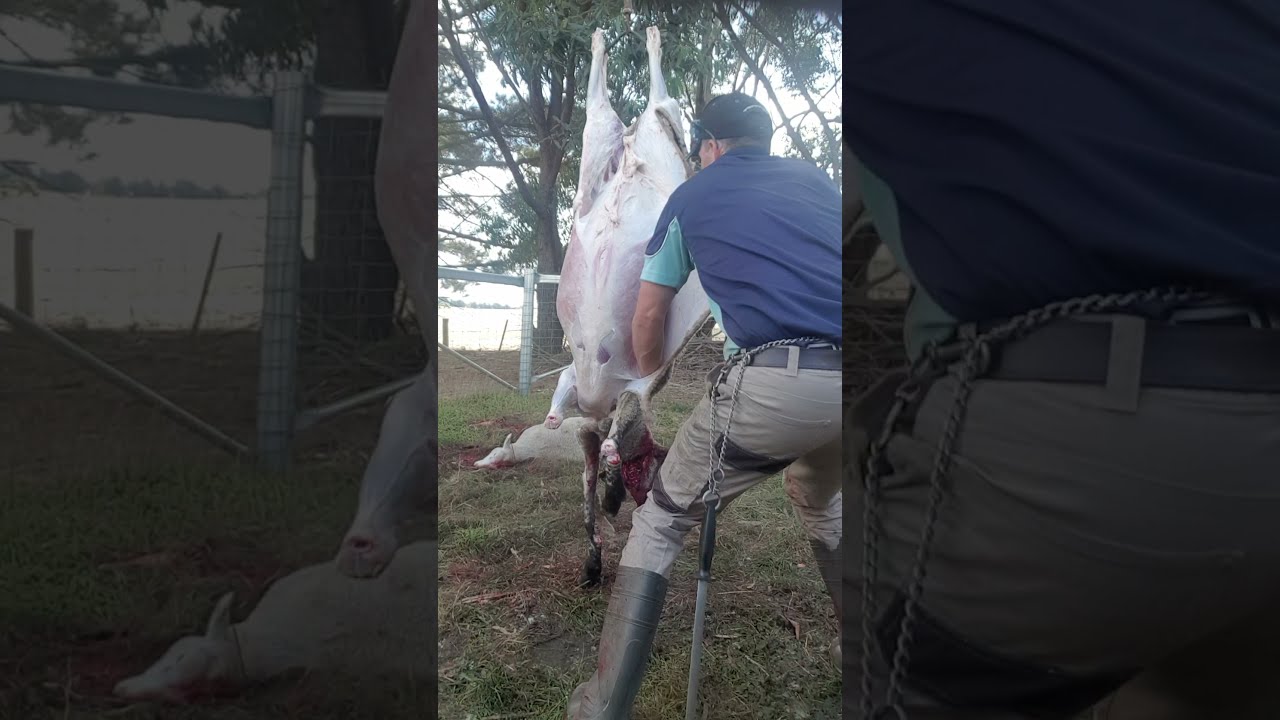 Skinning A Lamb