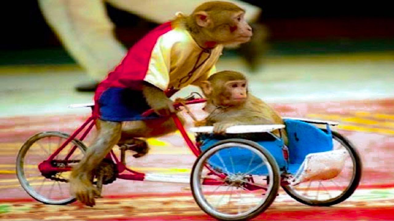 Con khỉ - Nhạc thiếu nhi remix s&ocirc;i động cho b&eacute;