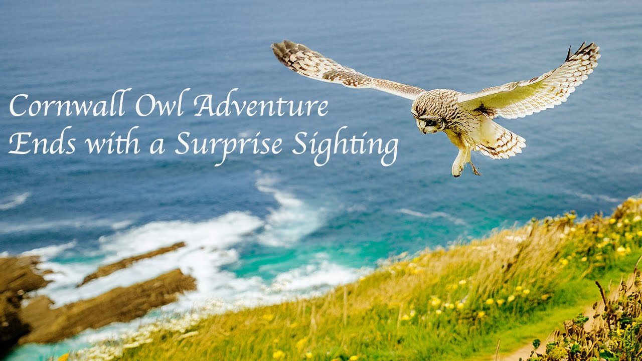 CORNWALL OWL ADVENTURE Ends with a SURPRISE Barn Owl Sighting!