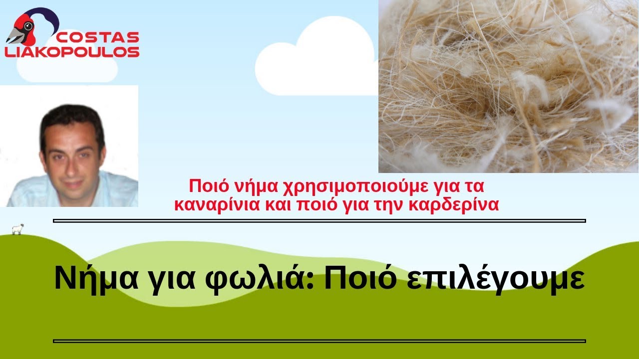Νήμα για φωλιά: Ποιό επιλέγουμε για καναρίνια ή καρδερίνες