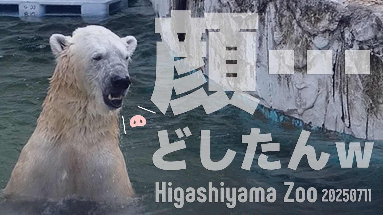 【東山動物園Vlog】真夏の名古屋、フブキに会いに｜夜行バス1900円の旅