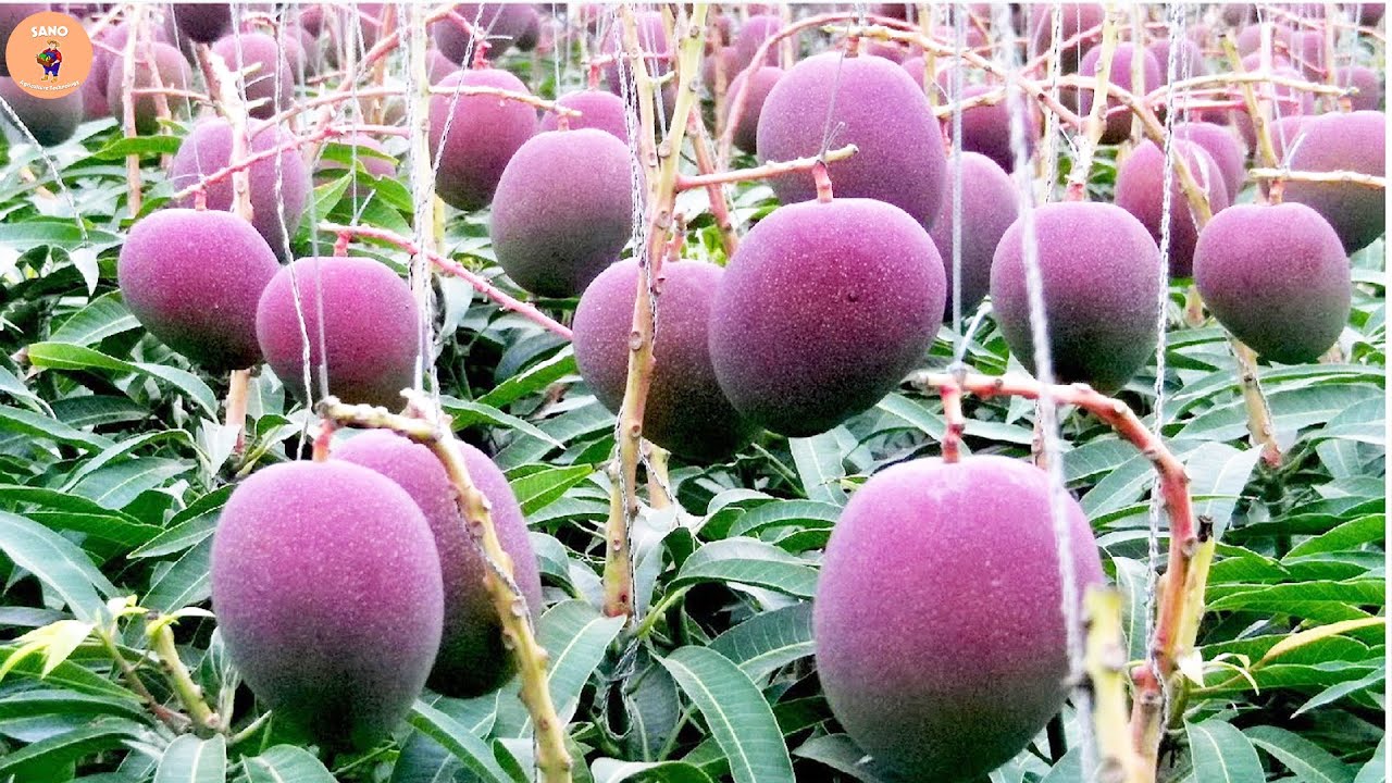 Amazing Japanese Red Mango Cultivation Technology - The World's Most Expensive Mango Varieties