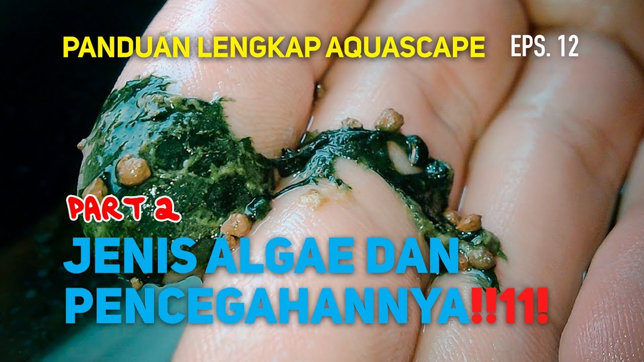 Cara Membunuh Algae Aquarium - Episode 12 (part 2)