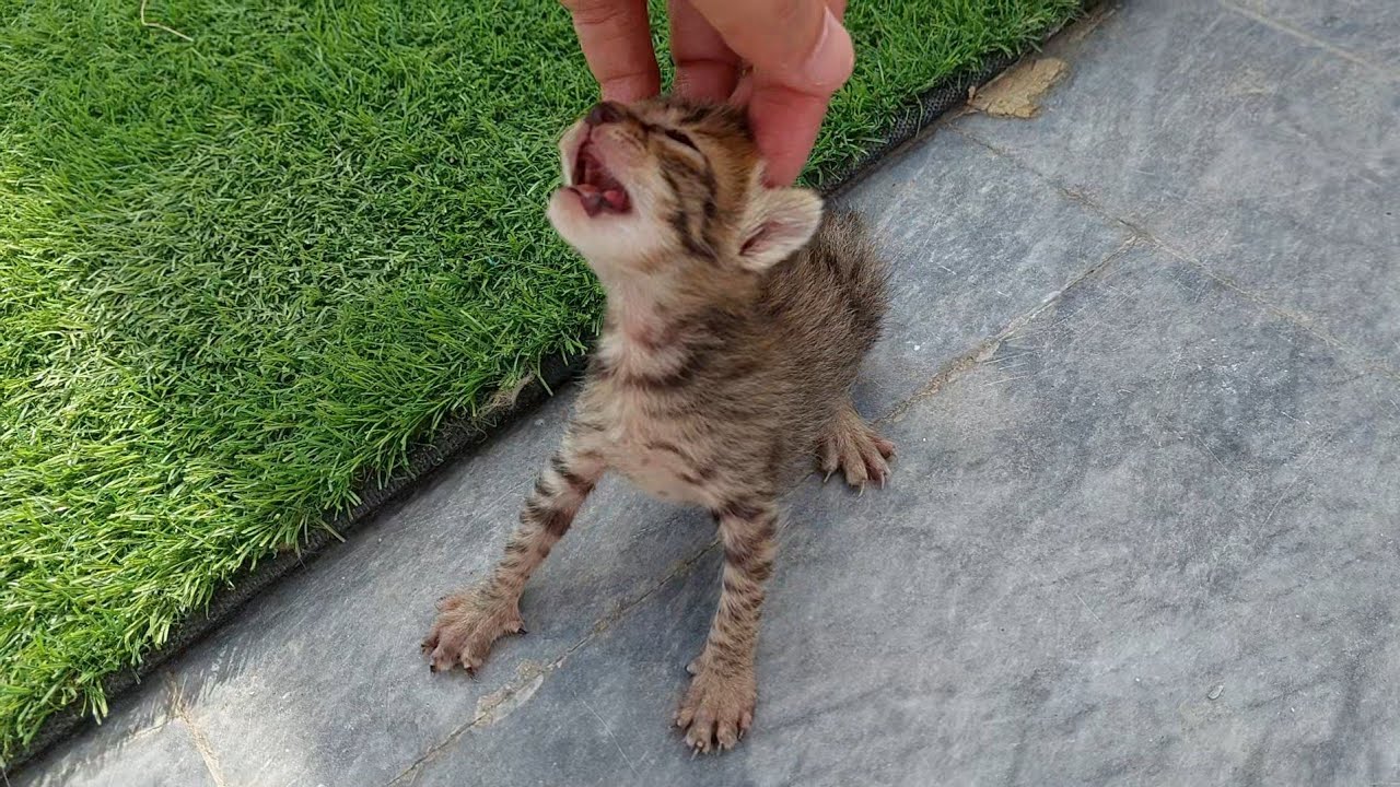 Tiny Orphan Kitten Cries Louder After Coming Out